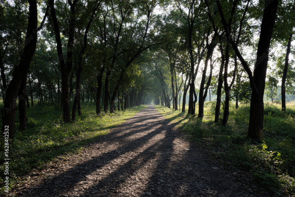 Naklejka premium path in the woods