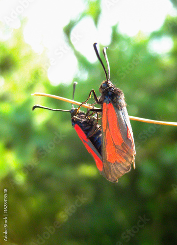 insect macro