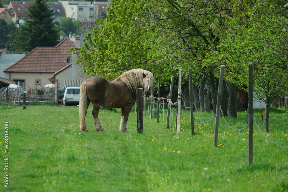 Naklejka premium Draft Horse Grazing in a Garden