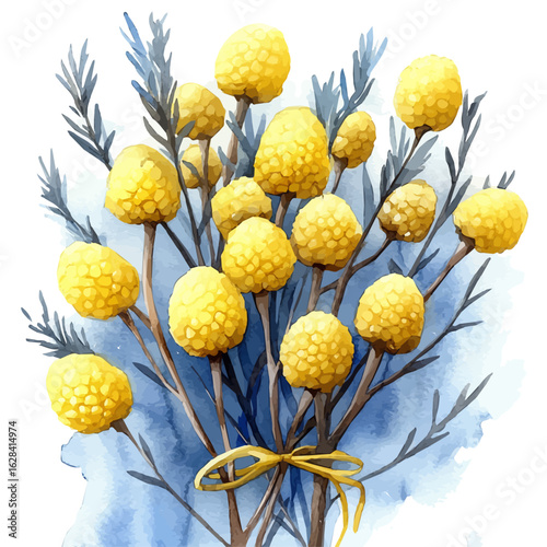watercolor of Craspedia Flower, vector, isolated on a white background.