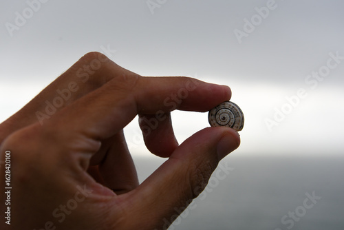 Snail in hand