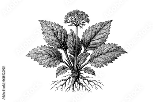 Intricate botanical art of valerian plant with detailed leaves and roots