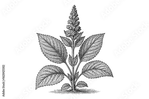 Detailed botanical art of amaranth plant in vintage style