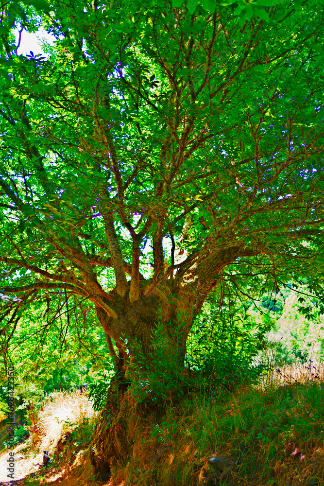 Obraz premium Majestic chestnut tree standing in the forest during a sunny summer day