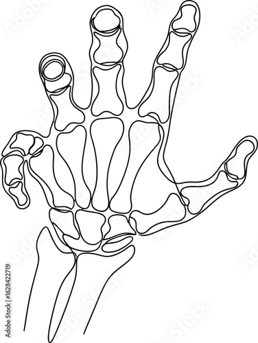 Detailed skeletal hand illustration showcasing anatomical structure and bone arrangement for medical or scientific purposes