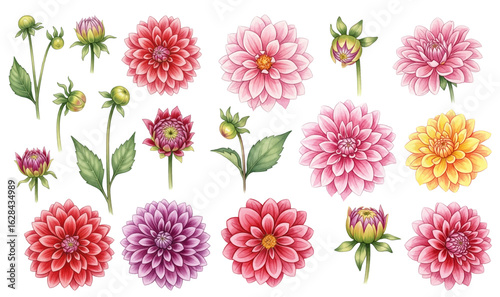 Dahlia flowers and buds watercolor style vector collection.
