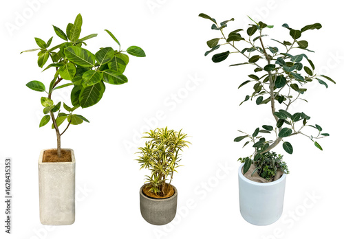 観葉植物の切抜き素材（背景透過）