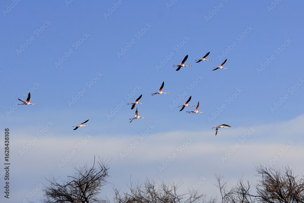 Obraz premium Formation de flamants rose