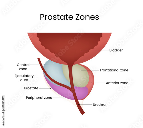 Diagram of the Prostate Zones