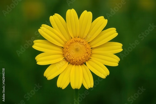 Wallpaper Mural A Vibrant Yellow Sunflower in Full Bloom Against a Green Backdrop Torontodigital.ca