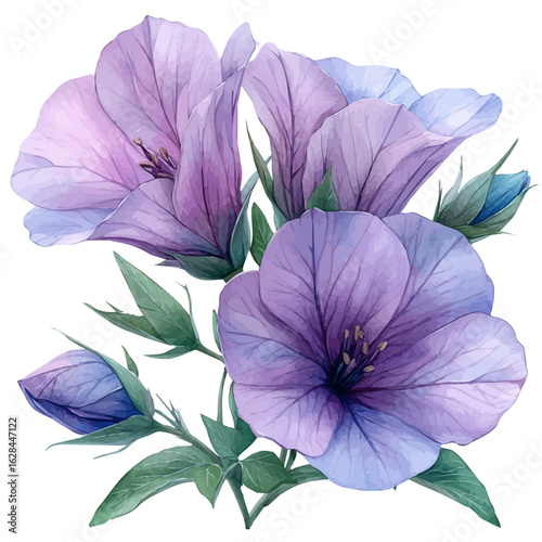 watercolor of Canterbury Bells Flower, vector, isolated on a white background.