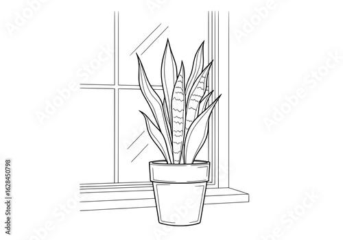Elegant snake plant thrives near window, bringing natural beauty and modern home decor vibes.