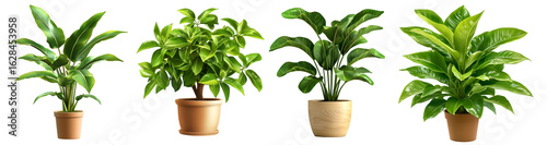 Set of indoor green potted plants in decorative pots for home and office decoration, isolated on transparent background

