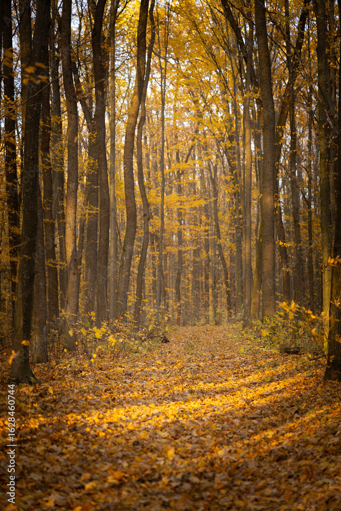 Fototapeta premium Golden Autumn Forest Path with Fallen Leaves