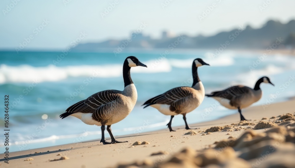 Fototapeta premium Elegant Canada geese forage on a California beach , wild geese, nature photography
