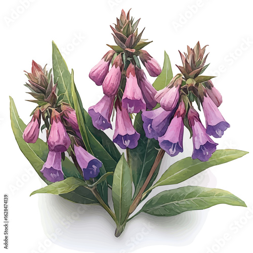 Balsam Flower, watercolor illustration vector, isolated on a white background.