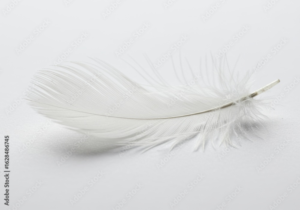 Obraz premium White feather isolated on white background soft 