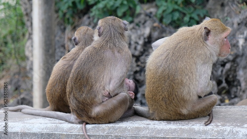 Canvas Print Mother monkey with baby monkey