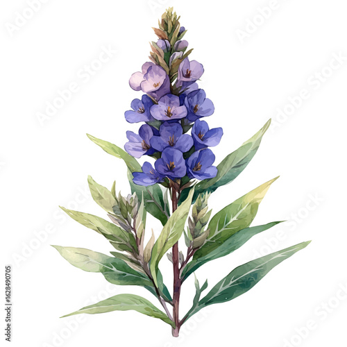 watercolor of Angelonia Flower, vector, isolated on a white background.
