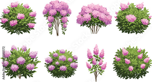 Blooming lilac bush set vector, pink violet flowers, spring flowering shrubs collection, cartoon garden plant clipart for landscape floral decoration design