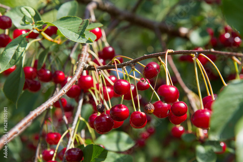 Ripe Cherries on a tree in the summer 