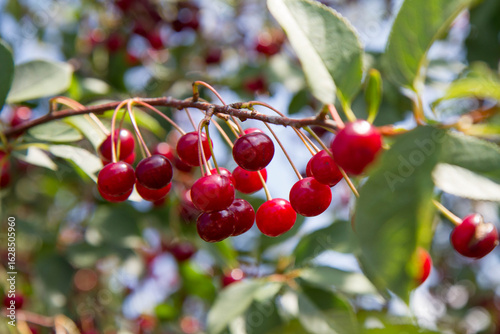 Ripe Cherries on a tree in the summer 