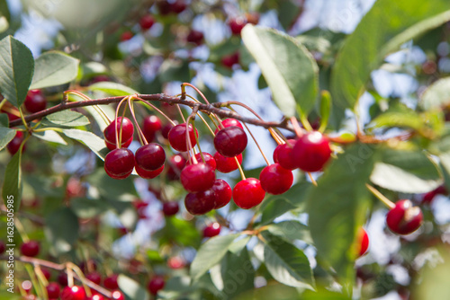 Ripe Cherries on a tree in the summer 
