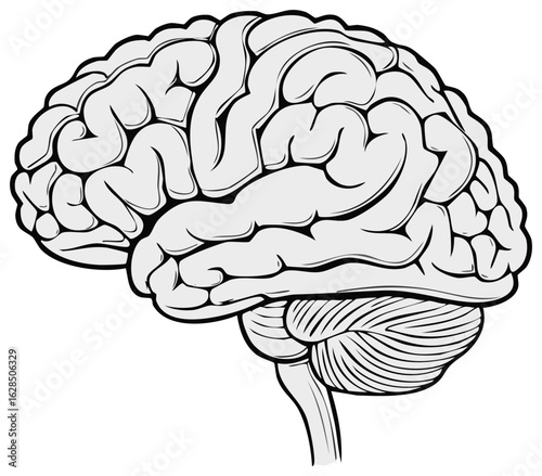 Human Brain Anatomy Illustration Science and Medical Study Artwork Design