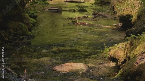 A captivating forest creek winds gently through moss-covered rocks and shaded undergrowth. The water’s surface reflects vibrant green tones from submerged algae and the surrounding vegetation, creatin