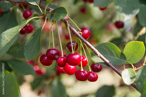 Ripe Cherries on a tree in the summer 