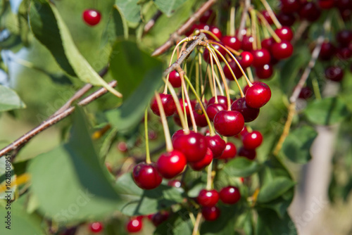 Ripe Cherries on a tree in the summer 