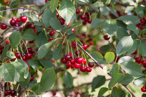 Ripe Cherries on a tree in the summer 