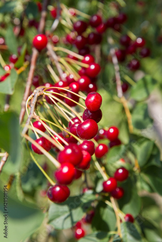 Ripe Cherries on a tree in the summer 