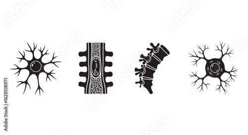 Collection of four detailed scientific illustrations of neurons and nerve cells silhouette