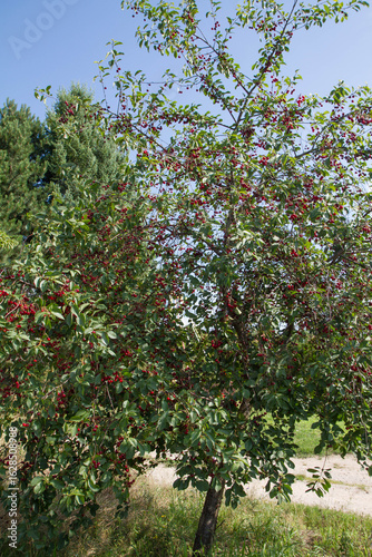 Ripe Cherries on a tree in the summer 