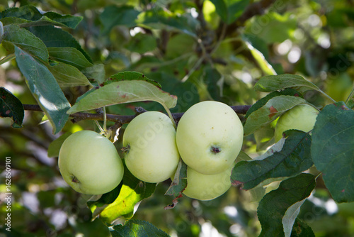 White Transparent Apples on a branch 