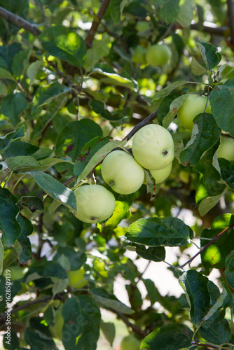 White Transparent Apples on a branch 