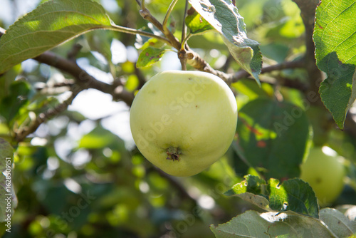 White Transparent Apples on a branch 