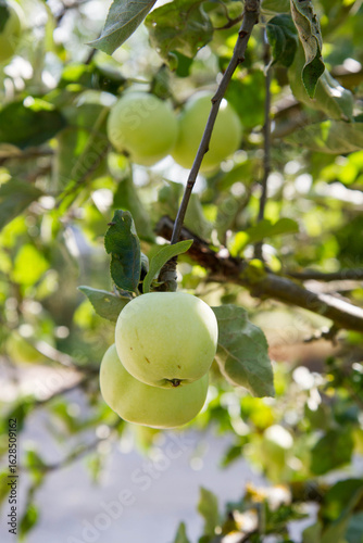 White Transparent Apples on a branch 