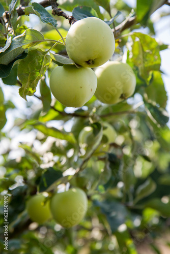 White Transparent Apples on a branch 