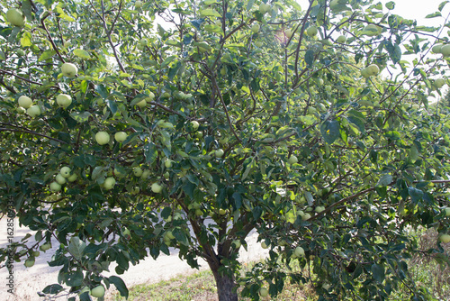 The White Transparent Apples Tree with lots of fruit on it