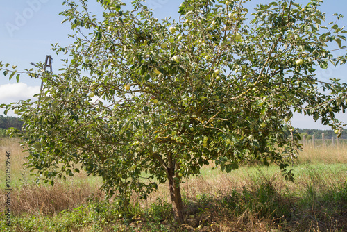 The White Transparent Apples Tree with lots of fruit on it