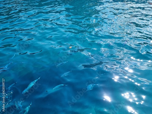 blue water surface fish