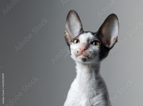 Fotografía Elegant purebred Cornish Rex kitten Cat with Curious Expression and Food Crumb o