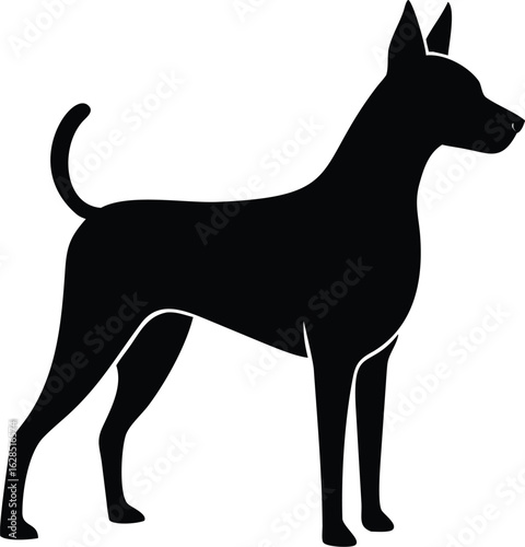 Cirneco dell Etna silhouette of sleek italian sighthound dog breed in side pose isolated on white background
