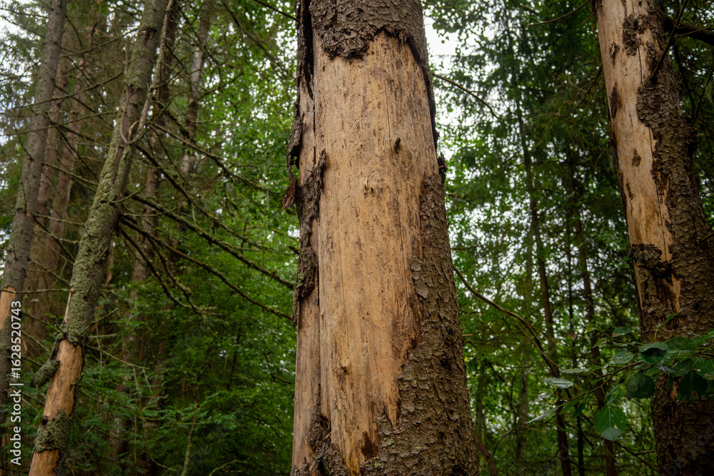 Obraz premium A tree trunk destroyed by a bark beetle.The death of the green forest from pests.