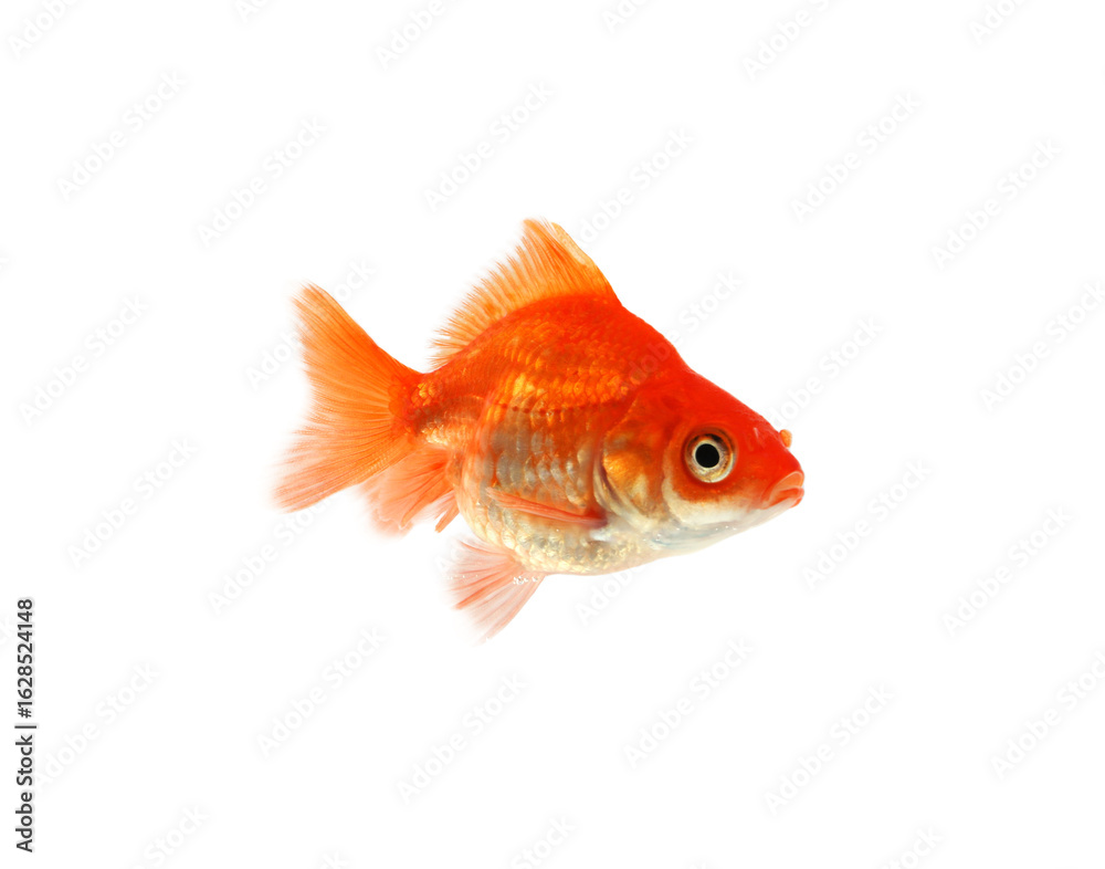 Fototapeta premium One small beautiful goldfish isolated on white