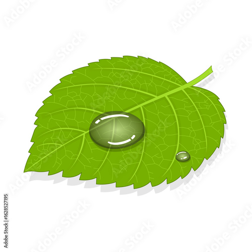Drops on a leaf, environmental and ecological vector illustration on transparent background.