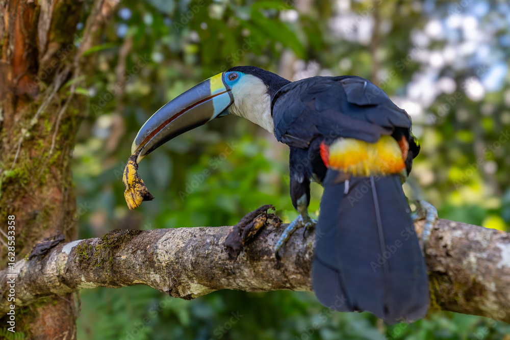 Fototapeta premium White-throated Toucan (Ramphastos tucanus) Perched on a Tree: A Near-passerine Bird in Ramphastidae Family
