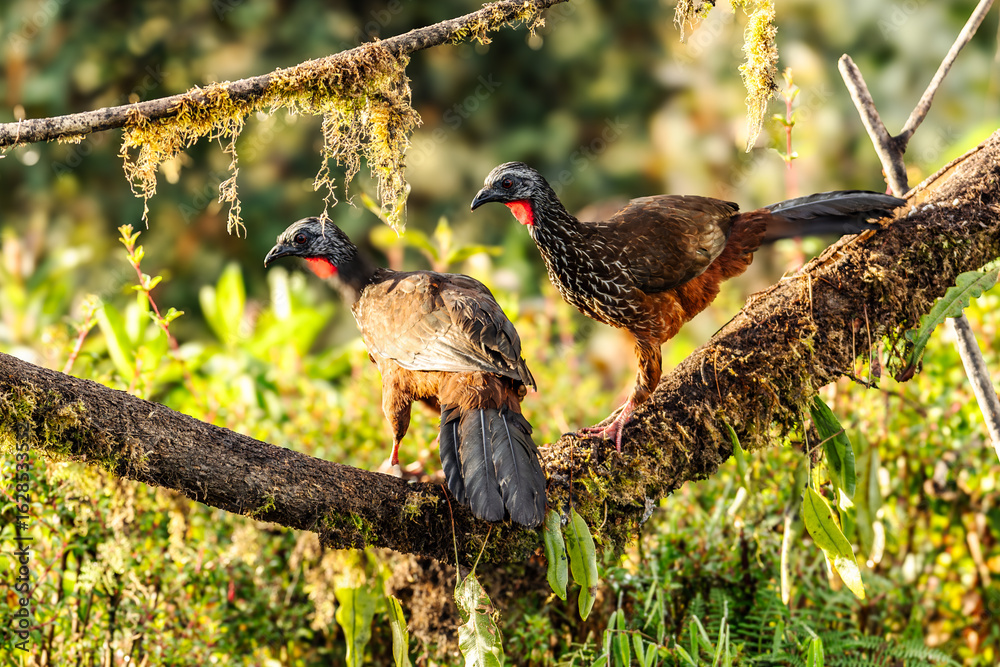 custom made wallpaper toronto digitalA Cauca Guan (Penelope perspicax) standing on short grass in a forest clearing, Colombia, South America